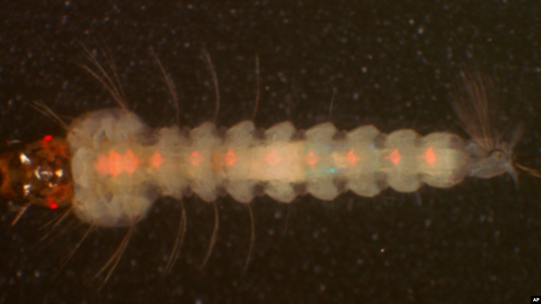 Under UV light, this mosquito larva reveals a red fluorescent marker in its nervous system, causing eyes and nerves to glow. The marker's presence tells the researchers in Riehle's team that this individual carries the genetic construct rendering it immun