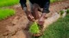 FILE - A farmer harvests rice seedlings in a nursery paddy field on the outskirts of Madagascar's capital, Antananarivo, Oct. 30, 2013. Researchers found that rice and mung beans remains show Southeast Asians settled the African island 1,300 years ago.