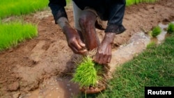 FILE - A farmer harvests rice seedlings in a nursery paddy field on the outskirts of Madagascar's capital, Antananarivo, Oct. 30, 2013. Researchers found that rice and mung beans remains show Southeast Asians settled the African island 1,300 years ago.