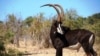 Palanca negra gigante no Parque Nacional da Cangandala em Angola.