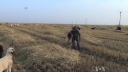 Food Crisis Grips War-Torn Syria