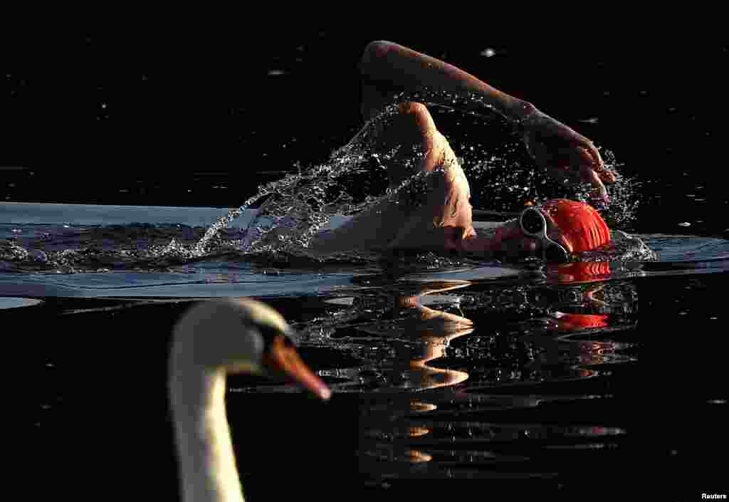 A swimmer passes a swan as he trains during the early morning in the Serpentine lake in London, Britain.