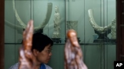 A Chinese man looks at the elephant ivory carvings on display for sale in Beijing, China, July 17, 2008.