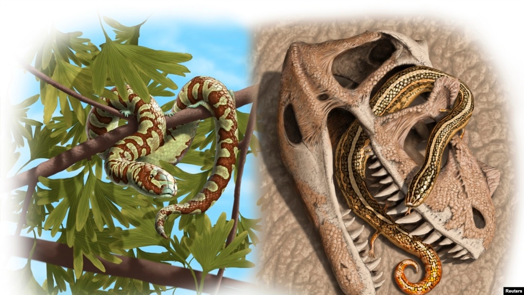 An artist rendering from oldest-known snake fossils shows Paleo reconstructions of three Jurassic to Lower Cretaceous snakes: Portugalophis lignites from Upper Jurassic period in a ginko tree from the coal swamp deposits at Guimarota, Portugal (top left);