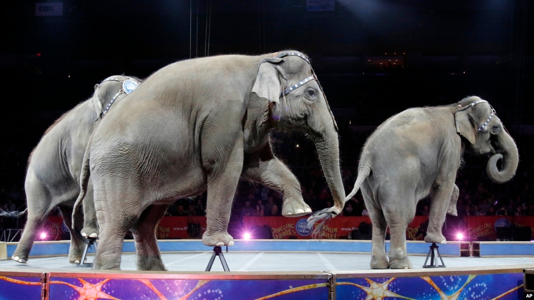 Asian elephants perform for the final time in the Ringling Brothers and Barnum & Bailey Circus, May 1, 2016, in Providence, Rhode Island.
