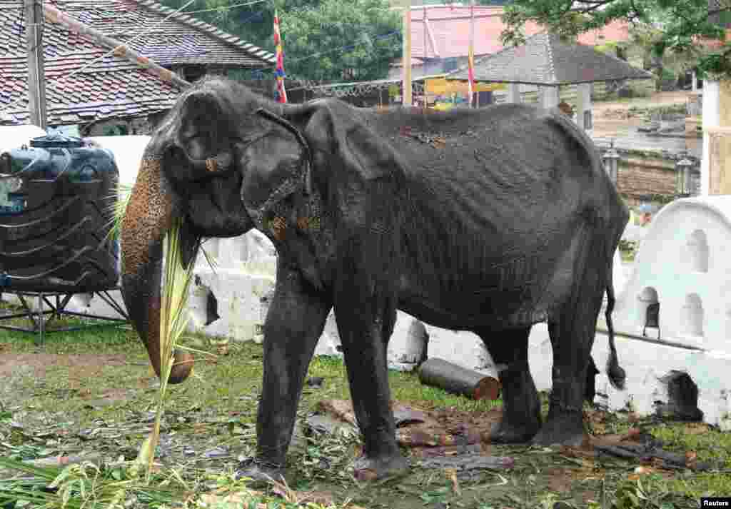 70-year-old emaciated elephant Tikiri eating at the Temple of the Tooth in the central city of Kandy, Sri Lanka. After a social media firestorm over using a feeble emaciated animal in the parade, the authorities withdrew her from the festival allowing her rest and medication.
