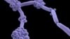 U.S. public health officials are urging doctors and nurses around the world to be on the lookout for a highly drug-resistant yeast strain called Candida auris. (Credit: CDC)