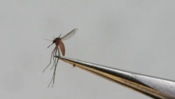 La OPS alerta a las Américas sobre el riesgo de brotes de
dengue debido a las variantes