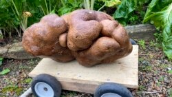 New Zealand Huge Potato