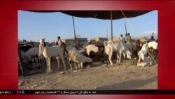 د ډیوه د روانو چارو خپرونه په ټي وي
