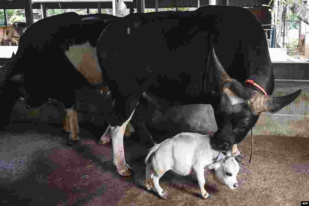 A domestic cattle stands next to a dwarf cow named Rani, whose owners applied to the Guinness Book of Records claiming it to be the smallest cow in the world, at a cattle farm in Charigram, about 25 km from Savar, Bangladesh.