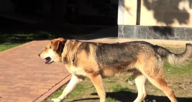 Russians and Americans Use Internet to Save Sochi’s Stray Dogs