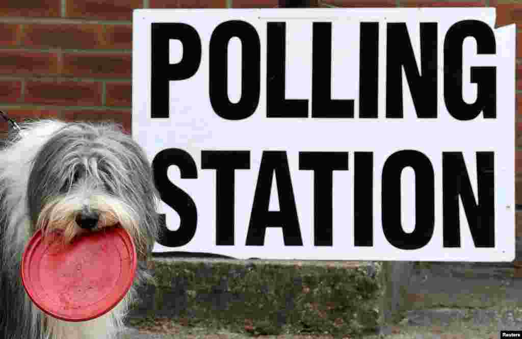 A dog waits for its owner outside a polling station, where Britain's Prime Minister Theresa May voted in the European Parliament Elections, in Sonning, Britain.