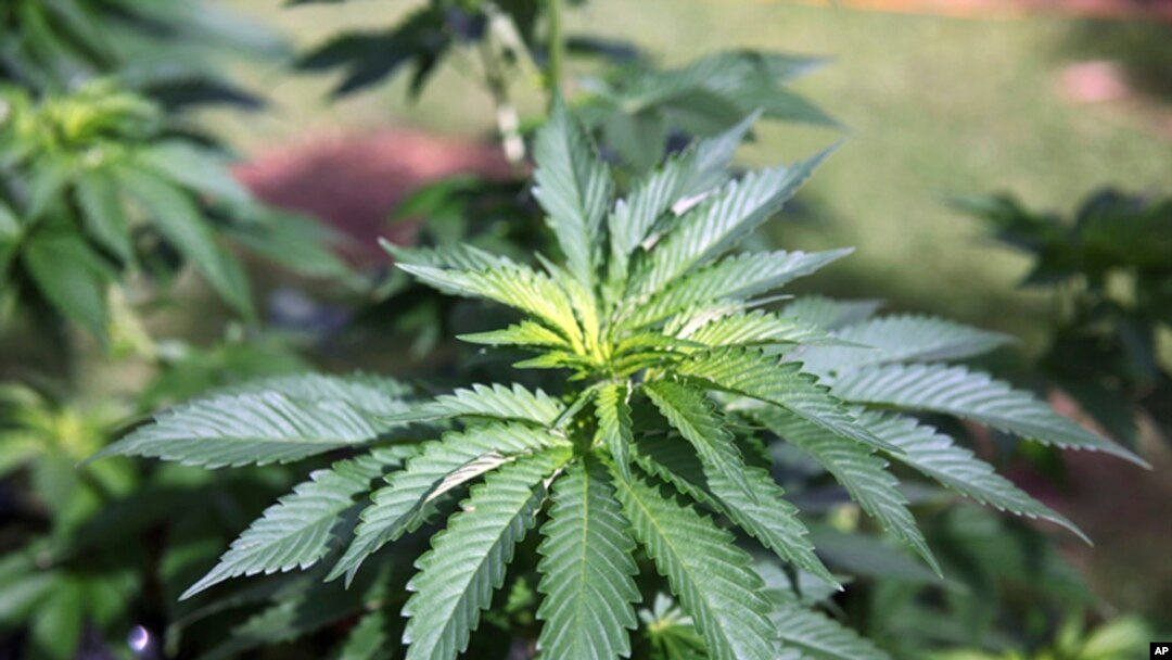 FILE - This Feb. 17, 2016, file photo shows marijuana plants at a home in Honolulu. Hawaii is among the bluest of states but moves slowly on social issues. On March 1, 2019, a marijuana legalization bill died in the state's legislature.