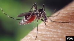 mosquito-dengue-carrier 