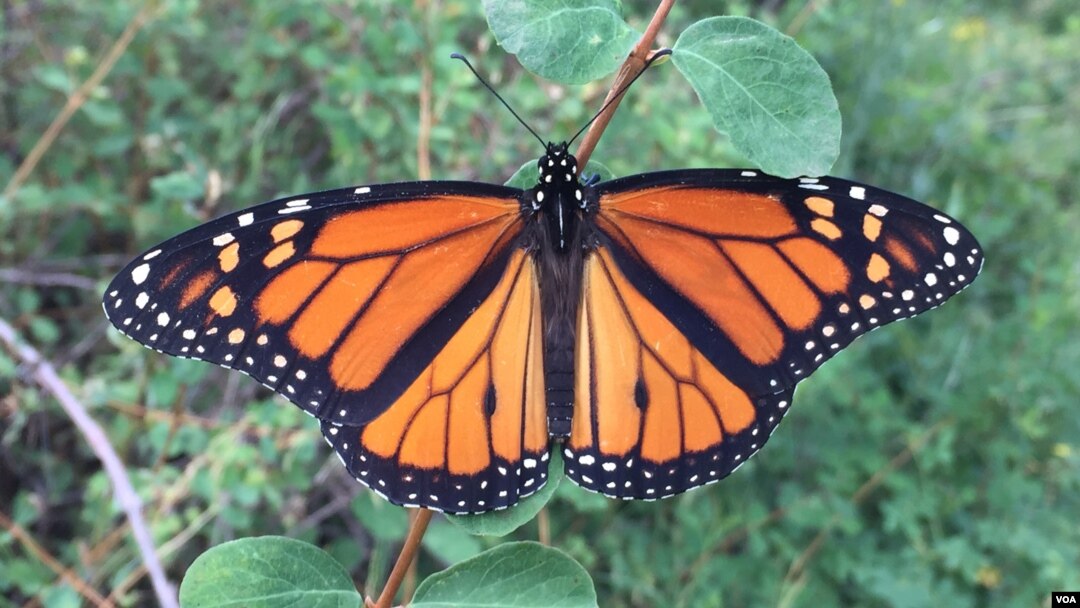 Geotagged photos uploaded by citizen scientists using the iNaturalist app have been used in studies on monarch butterflies, among others. (Robb Hannawacker / iNaturalist)