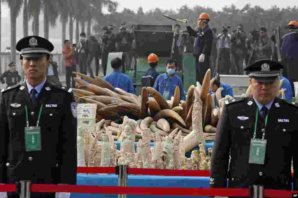 GUANGDONG, CHINA: In ivory's biggest markets around the globe, Chinese customs officers destroyed six tons of confiscated tusks on January 6, 2014.