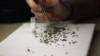 FILE - Mosquitoes collected in a trap are examined at the Harris County Mosquito Control lab in Houston, Texas, June 2, 2016.