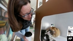 Cat Cafe