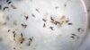 FILE - Aedes aegypti mosquitoes are seen in a mosquito cage at a laboratory in Cucuta, Colombia, Feb. 11, 2016.