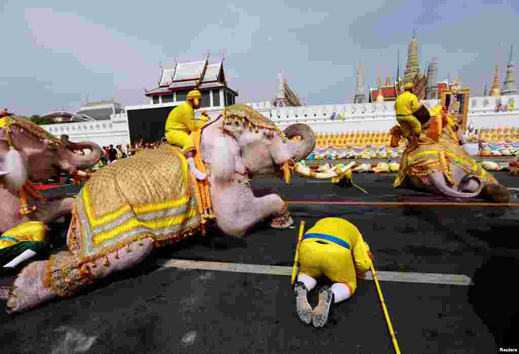 Elephants from Ayutthaya camp prostrate as part of a procession near the Grand Palace to celebrate Thai King Maha Vajiralongkorn's coronation, in Bangkok, Thailand.