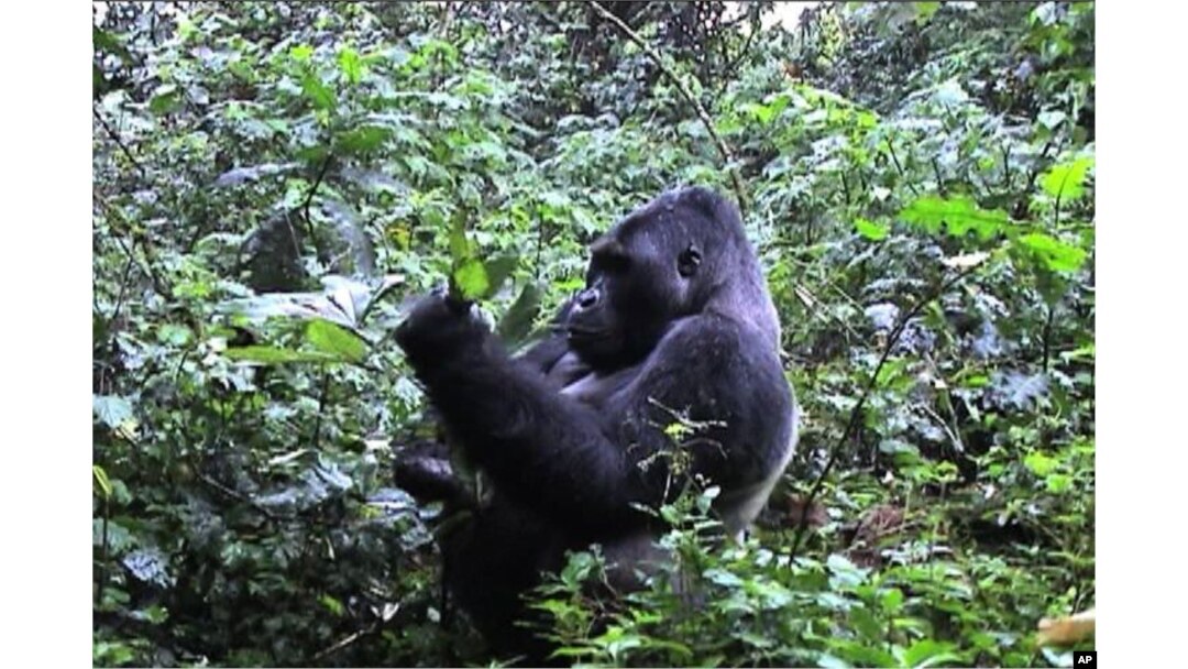 Gorillas on the Brink