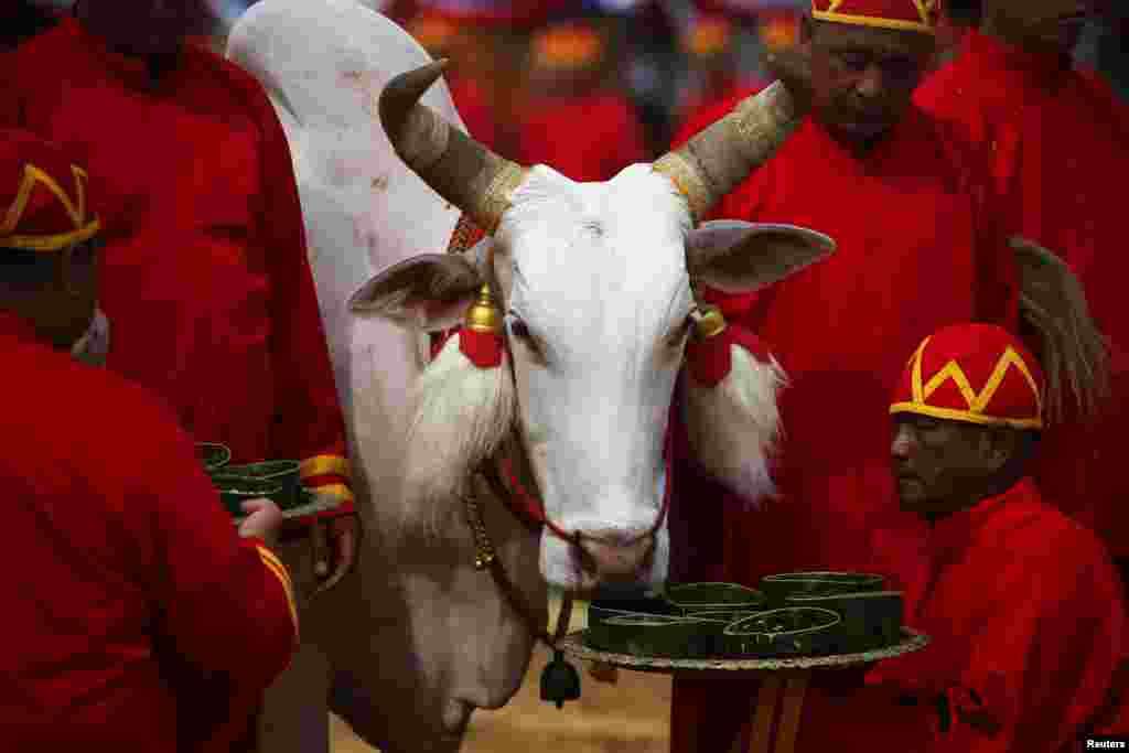 Thai officials dressed in traditional costumes feed an ox during the annual royal plowing ceremony in central Bangkok, Thailand.