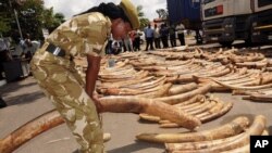 FILE - A Kenya Wildlife Service officer tests the weight of ivory tusks discovered at the Port of Mombasa, July 2013.