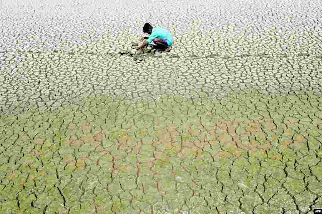 An Indian youth scouts around for mud crabs and snakehead fishes on the parched bed of Chembarambakkam lake on the outskirts of Chennai.