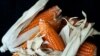 Foods enhanced with Vitamin A, like this variety of maize, can help head off malnourishment in children. (J. Isaacson/HarvestPlus)