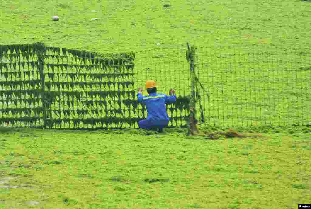 A worker cleans algae off a fence near the coastline in Qingdao, Shandong province, China.