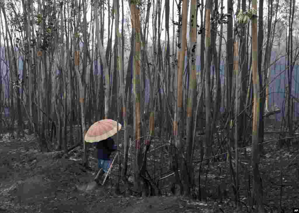 A villager checks a burnt area as rain falls in Soutomaior after a wildfire in Galicia, Spain, Oct. 16, 2017.