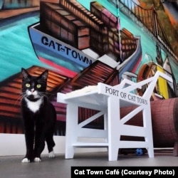 Tiny, seen in this Oct. 11, 2014 photo, is one of the cats waiting for a new home at Cat Town Café.