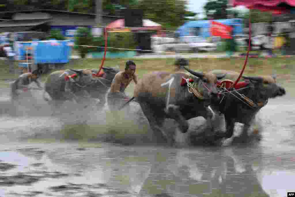 Water buffaloes participate in a race in Chonburi. Sloshing across a muddy field with men sprinting behind them, prized water buffaloes blow past cheering spectators in eastern Thailand on July 21 in a rare display of bovine speed.