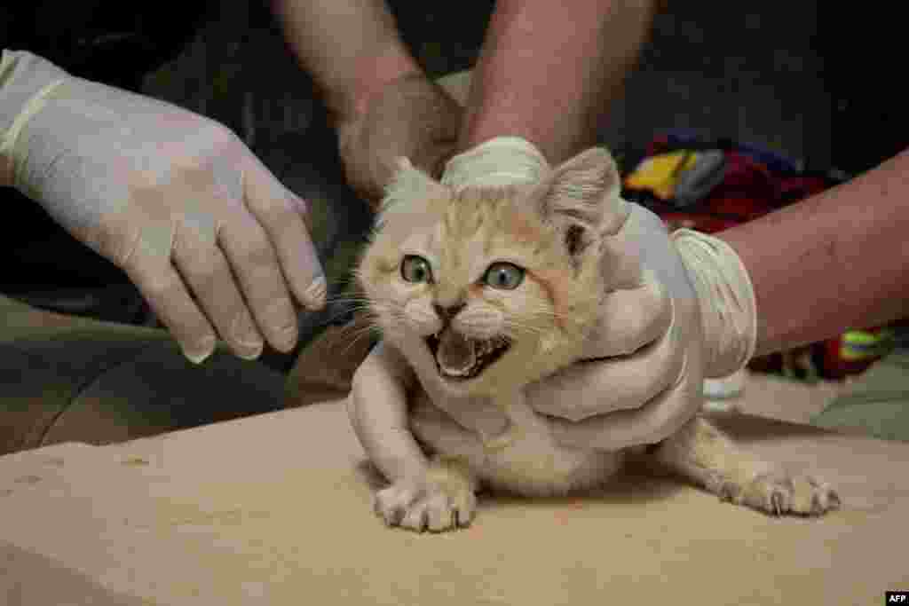 A veterinarian and a healer hold down a Sand Cat cub in the "Parc des Felins" zoological park, in Lumigny-Nesle-Ormeaux, east of Paris, for a general health check and the implant of a microchip.