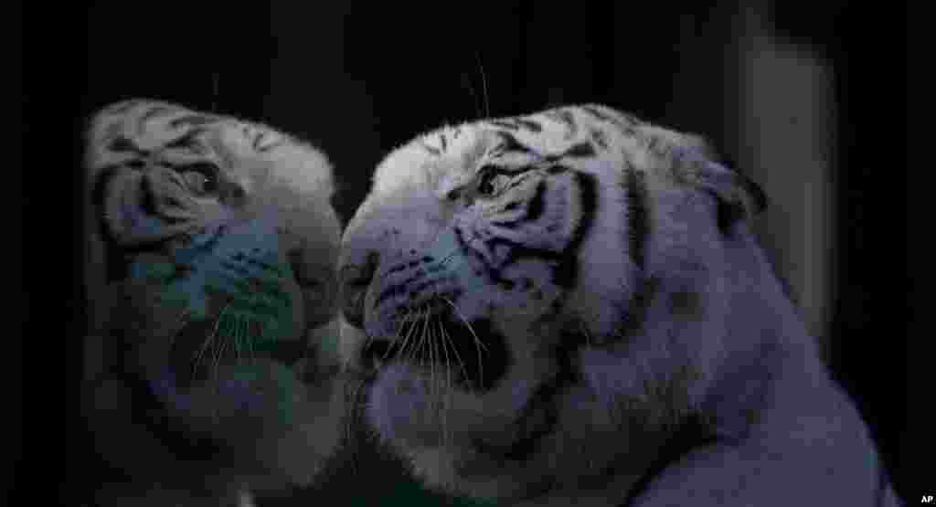 Cleo a white Bengal tiger looks through the glass of her enclosure at the Buenos Aires Zoo, Argentina, April 16, 2014.