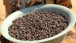 Libolo vai produzir centenas de toneladas de café – 1:28