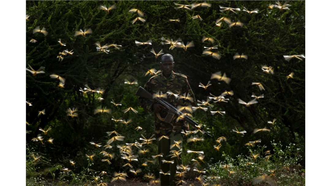 Ranger Gabriel Lesoipa is surrounded by desert locusts as he and a ground team relay the coordinates of the swarm to a plane spraying pesticides, in Nasuulu Conservancy, northern Kenya, Feb. 1, 2020.