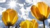 Grow It Yourself: Turning Bulbs Into Beautiful Blooms