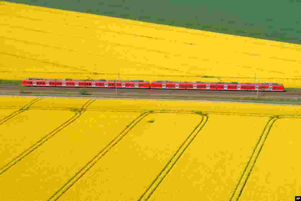A train makes his way through rapeseed fields in Lemmie, Germany.