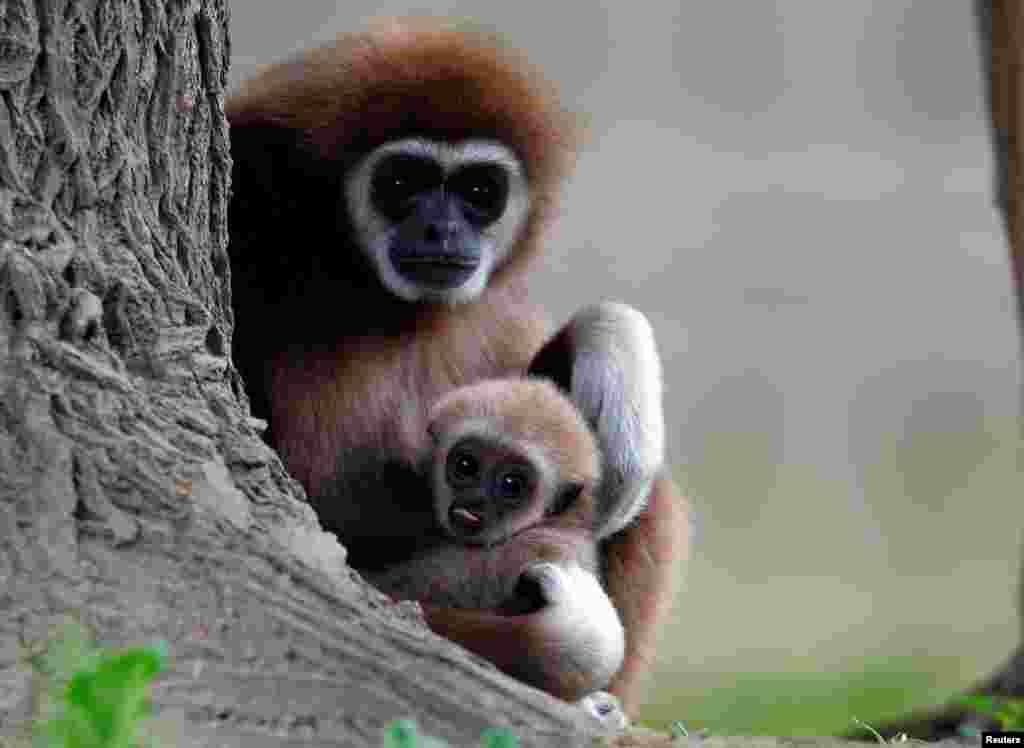 A first white-handed gibbon infant born at the Skopje Zoo is seen with his mother in Skopje, North Macedonia.