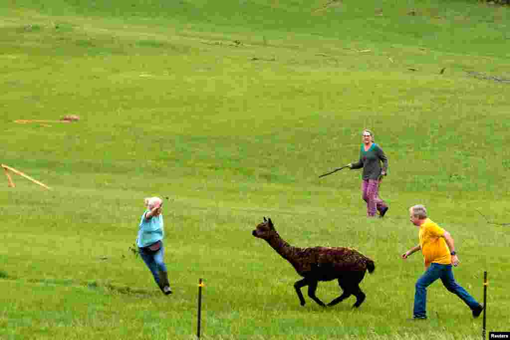 An alpaca is chased down in a field near damaged properties, after several tornadoes touched down overnight, in Linwood, Kansas.