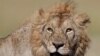 Lions Kill Cattle, So People Kill Lions. Can The Cycle End?