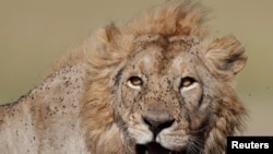 FILE - A lion is seen in Masai Mara National Reserve, Kenya, Aug. 3, 2019.