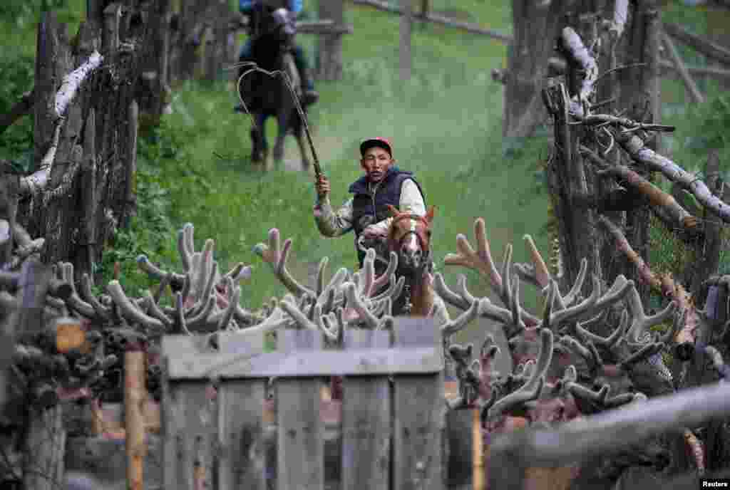 A breeder drives deers at "Alatau Maraly" farm in Kasymbek gorge, Almaty region, Kazakhstan, June 1, 2019.