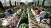 FILE - Indoor and outdoor plants are seen at a glassed-in conservatory in St. Paul, Minnesota, June 3, 2014. Based on a recent study, scientists recommend keeping varieties of plants as each absorbs different pollutants.