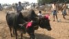 Cows are being sold in a rural Eid al-Adha special cattle market in West Bengal state, Sept 19, 2015. Unlike in most parts of the country, there is no ban on the slaughter of cows in West Bengal. (Photo by - Shaikh Azizur Rahman/VOA)
