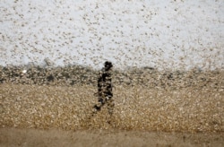 FILE - A man attempts to fend off a swarm of desert locusts at a ranch near the town of Nanyuki in Laikipia county, Kenya, Feb. 21, 2020.