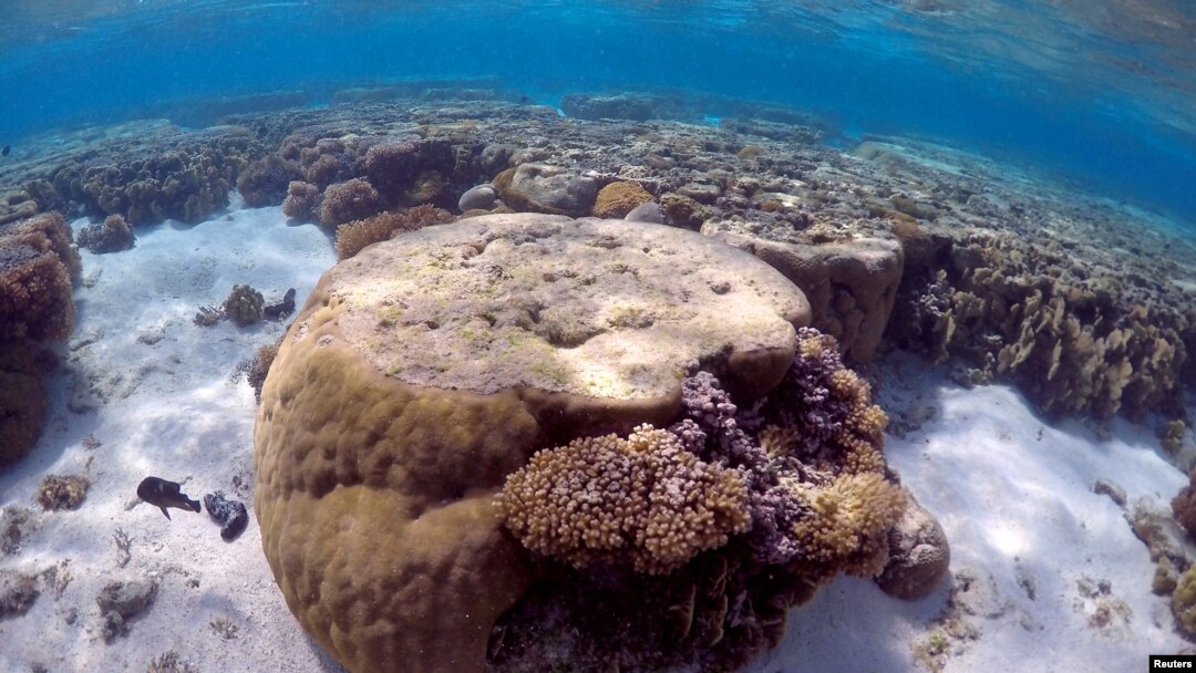 FILE - A large piece of coral can be seen in the lagoon on Lady Elliot Island, on the Great Barrier Reef, northeast of Bundaberg town in Queensland, Australia, June 9, 2015. 