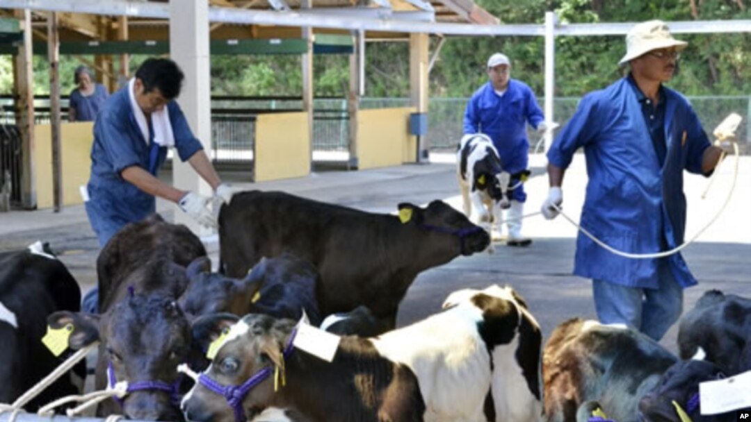 Calves arrive at a dairy cattle market to be put up for auction in Motomiya, Fukushima prefecture, 50 kms west of the stricken Fukushima Daiichi nuclear power plant, July 14, 2011